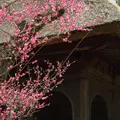 円窓梅林（片岡梅林）の写真_513986
