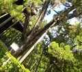 龍寶山　大徳寺の写真_131519