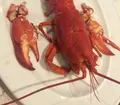 ボストン・クラムシャック (Boston Clam Shack Seafood Company)の写真_35796