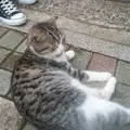 住吉神社の写真_108060