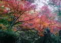 鬼太郎茶屋の写真_16818