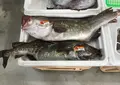 南三陸さんさん商店街の写真_20285