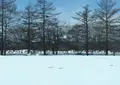 釧路湿原国立公園の写真_25846