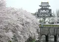 墨俣桜堤防の写真_27065