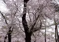 大宮公園の写真_27245