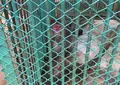 茨城県鳥獣センターの写真_30914