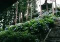 徳栄山妙法寺の写真_33577
