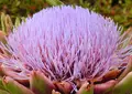 いつも花が咲いているの写真_35067