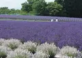 美郷町ラベンダー園の写真_56970