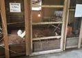 北坂養鶏場の写真_58567