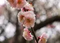 ヒガシマル梅園の写真_65892