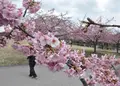 宇都宮城址公園の写真_67177