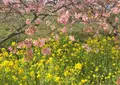河津川の写真_67810
