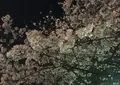 熊本城の写真_71105