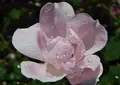 びわ湖大津館（旧琵琶湖ホテル）の写真_79488