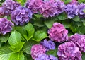 もりやま芦刈園の写真_1239833