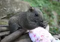 町田リス園の写真_124776
