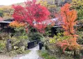 和の花の写真_1263634