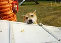 ドッグラン清里ブルーグラスフレンドパークの写真_131656