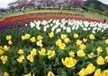 県立秦野戸川公園の写真_133667