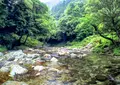 霧の森の写真_139570