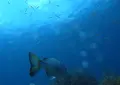 佐渡島の写真_145349