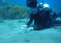 佐渡島の写真_145350