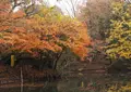 震生湖の写真_151114