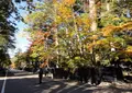 角館武家屋敷通りの写真_154587
