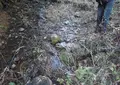 野生のわさびの写真_160094