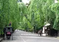 角館武家屋敷通りの写真_161233