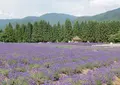 美郷町ラベンダー園の写真_161412