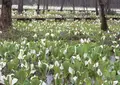 刺巻湿原ミズバショウ群生地の写真_164194