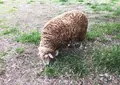 羊山公園の写真_185474