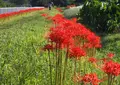 目久尻川の写真_192051