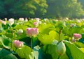 花はす公園の写真_252827
