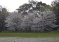 難波宮跡公園の写真_305866