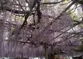 大歳神社　千年藤の写真_410283