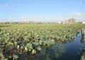 皿池の写真_492270
