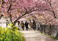河津桜の写真_511412