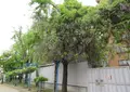 下福島公園の写真_563609