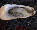海辺のほったて小屋の写真_125477