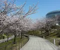 白山公園の写真_130118