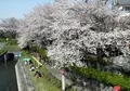 墨俣桜まつりの写真_21839