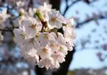 千秋公園の写真_24982