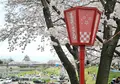 墨俣桜まつりの写真_27064