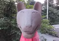 城山稲荷神社の写真_65870
