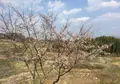 通潤橋の写真_71094