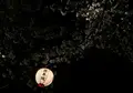 熊本城の写真_71104