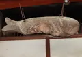 興福寺の写真_91313
